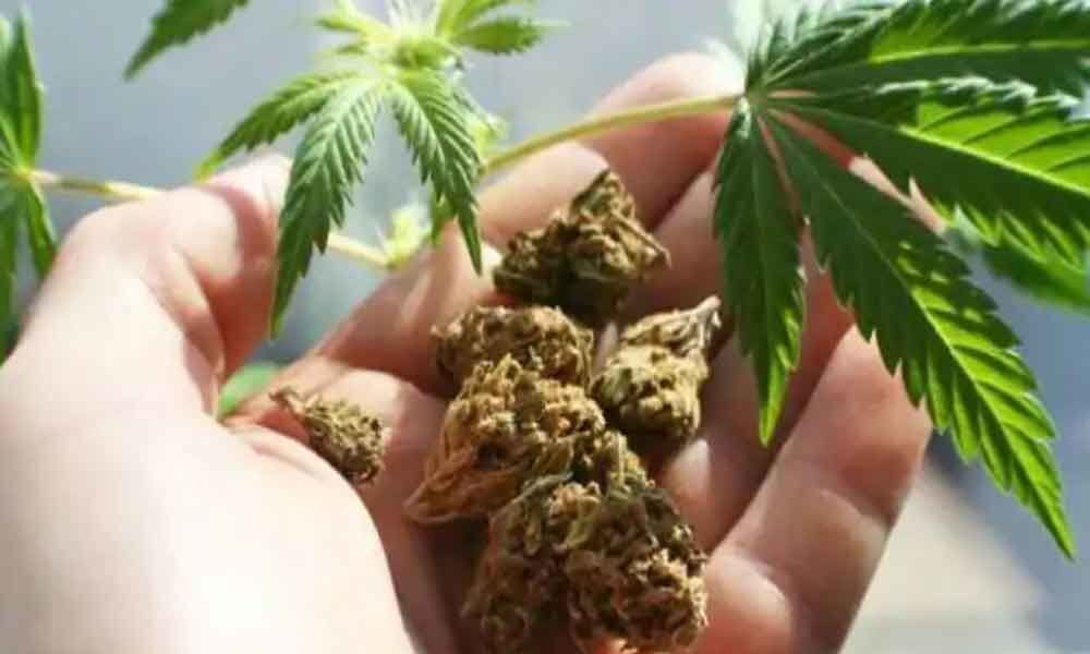 Cancer patients more likely to use marijuana