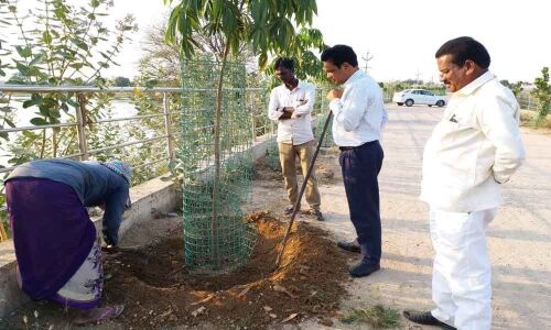 Telangana State of saplings inspected