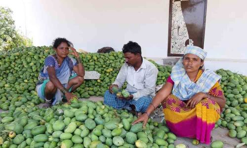 Rain-hit mango farmers seek government help