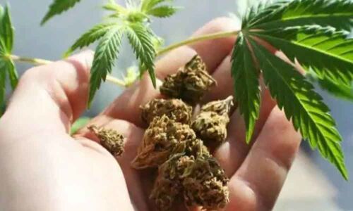 Cancer patients more likely to use marijuana