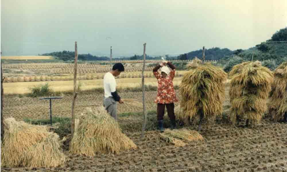 Paddy farmers decry incorrect weighing