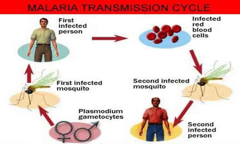 Malaria prevention is better than cure
