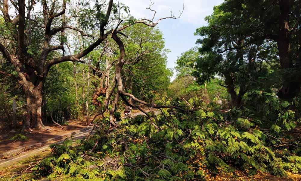 Over 637 trees uprooted in city