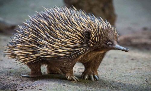 CCMB discovers source of novel anti-microbial