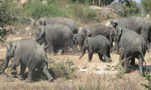 Elephants attack village in Chittoor, cause damage to crops