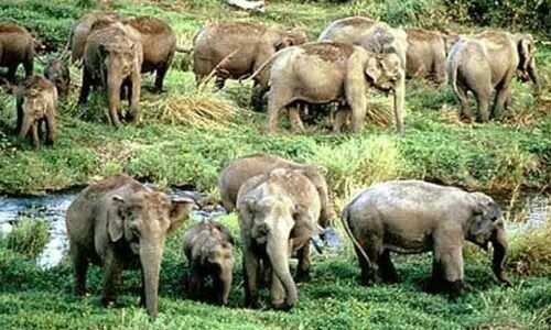 Elephants damage standing crops in Kuppam