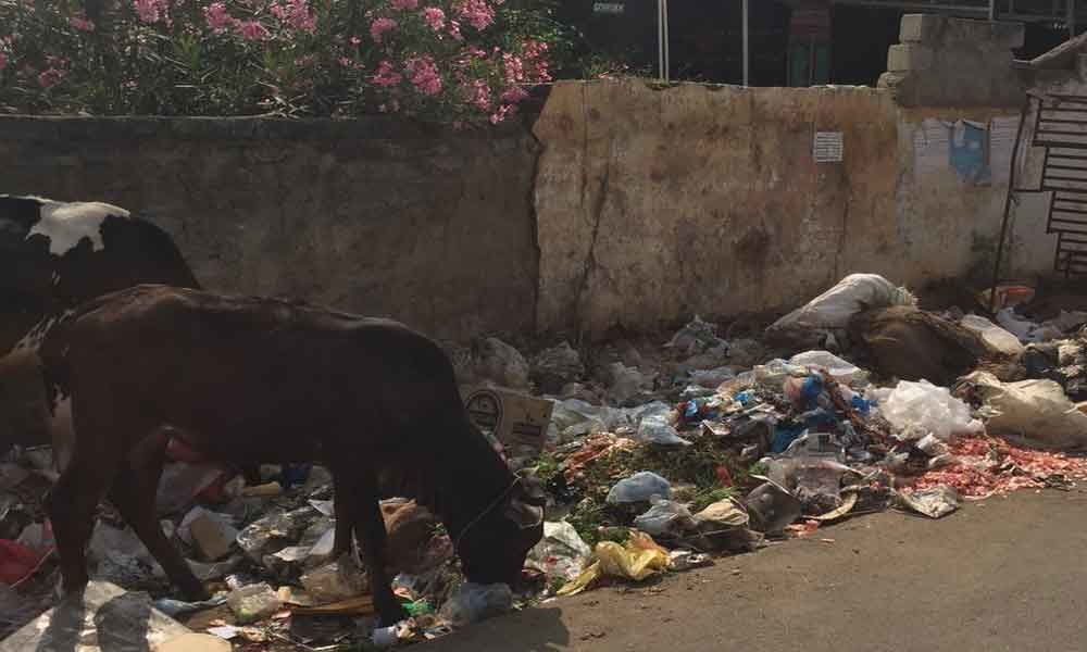 Garbage, plastic pose threat to cattle