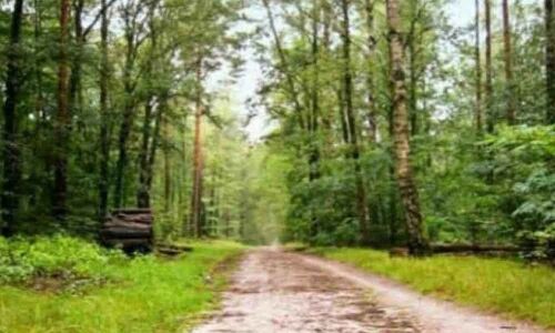 New cells to shield forest lands soon