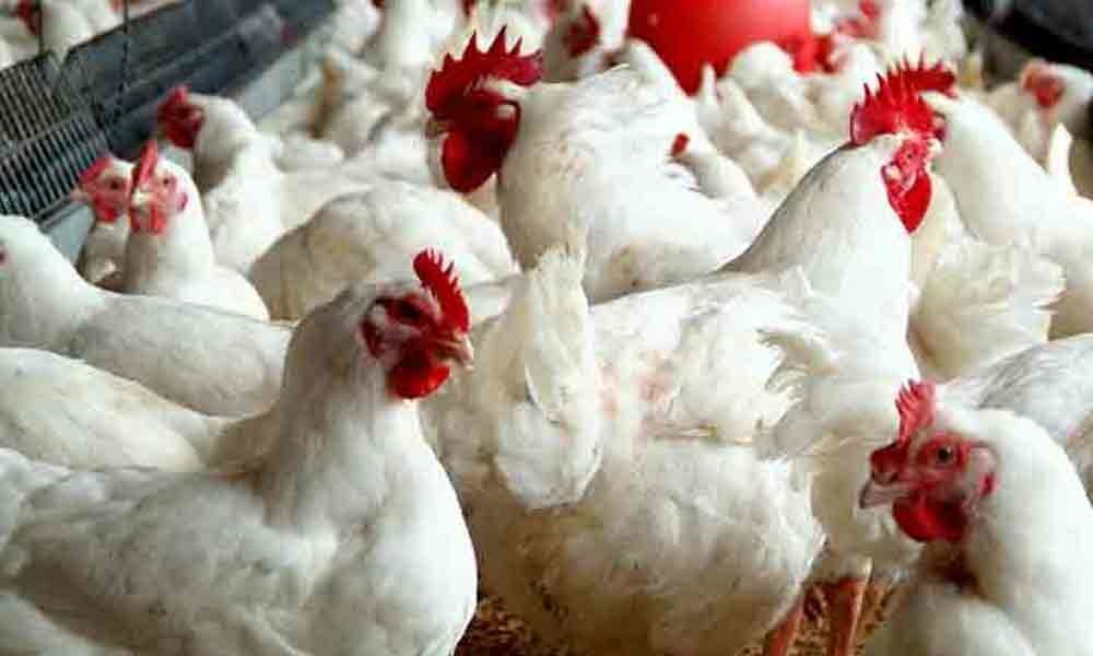 Heat wave hits poultry industry in Srikakulam