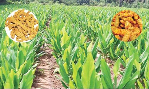 Turmeric farmers being deprived of MSP