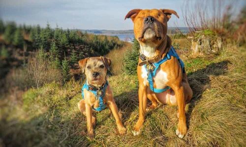Blind staffie Amos has own guide dog who never leaves his side