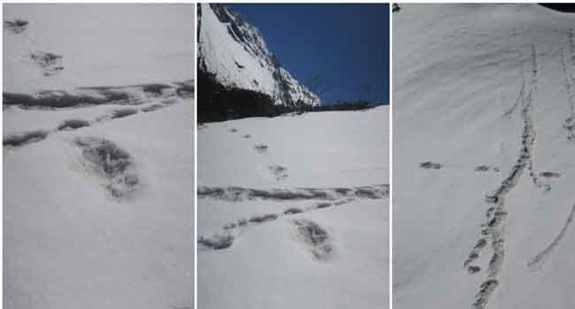Indian Army team spots Yeti footprints on Himalayas