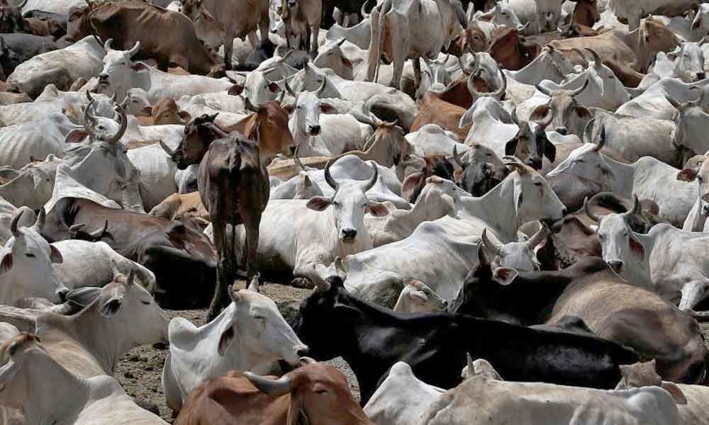 Stray cows pose problem of plenty in Uttar Pradesh