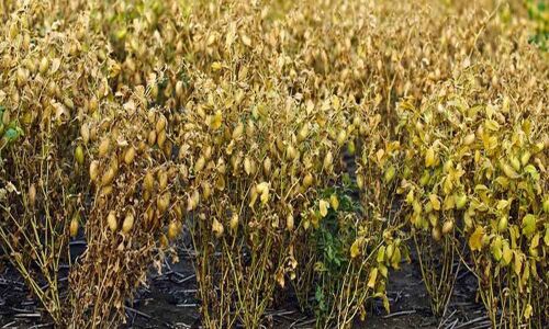 ICRISAT cracks code for climate-resilient chickpea