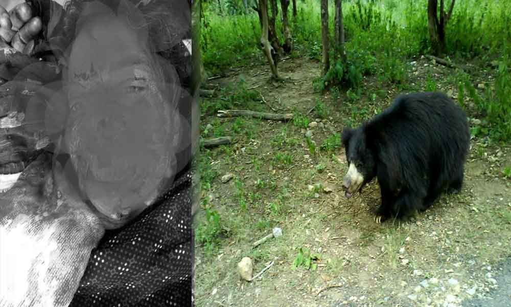 Woman goes to collect beedi leaves, gets attacked by bear