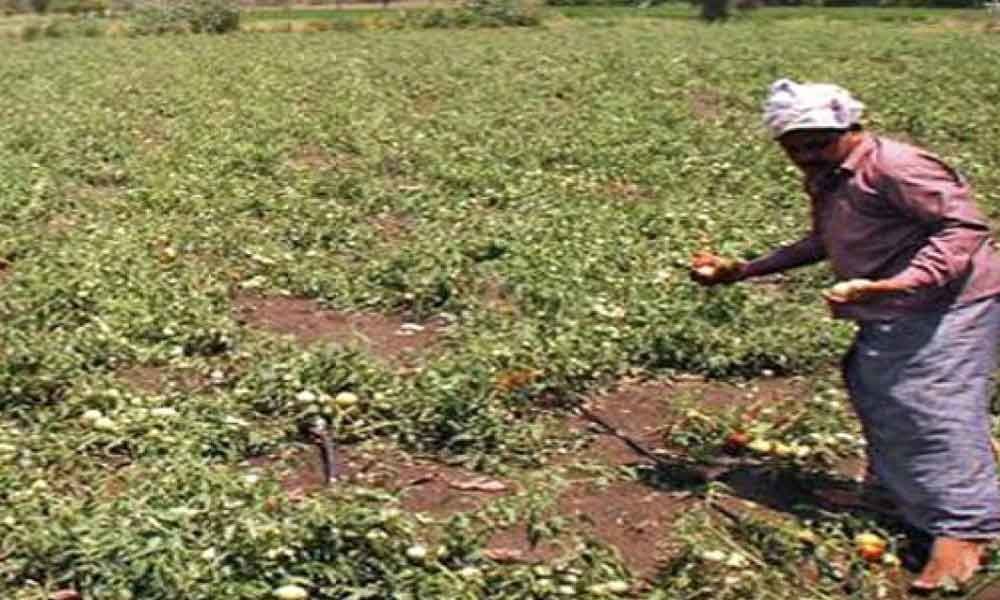 Steps afoot to provide Minimum Support Price to farmers