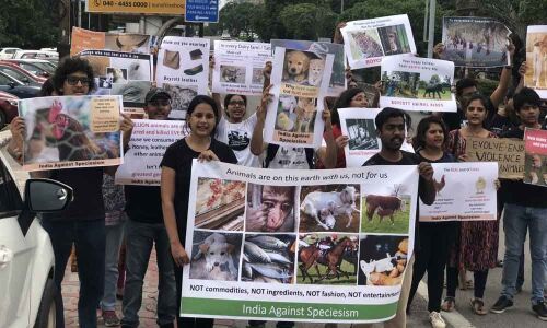 Growing trend toward veganism in twin cities