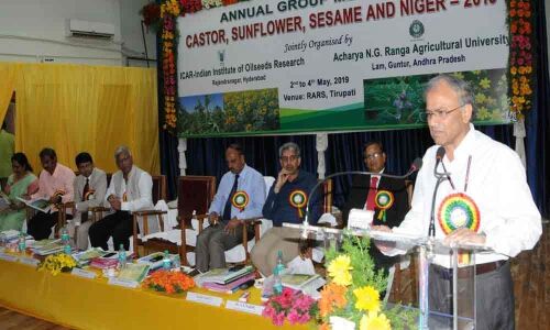 Develop high yielding oilseed varieties