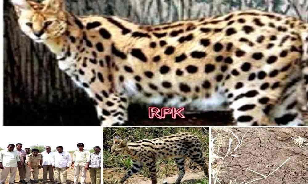 APCCF confirms animal on prowl as wild cat
