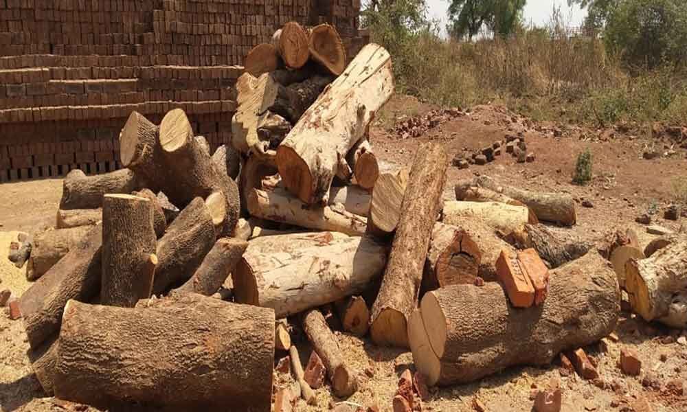 Officials turn blind to illegal tree felling