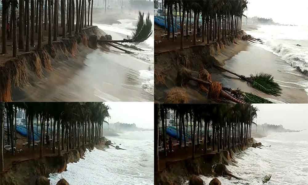 Coconut trees at RK beach are falling down due to soil erosion