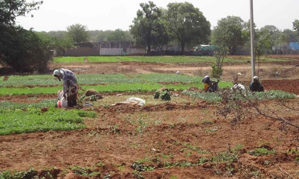 Real estate gobbling up agriculture lands