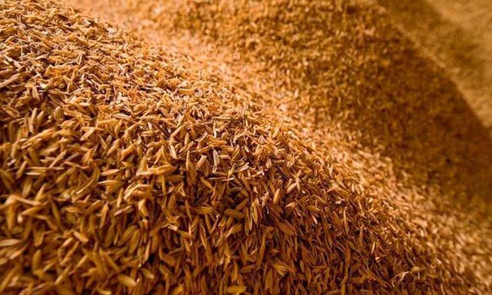 Rice husks can remove toxins from water