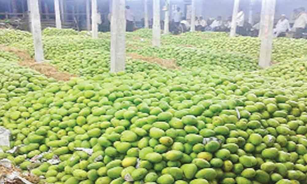 Mango output likely to drop by 40%