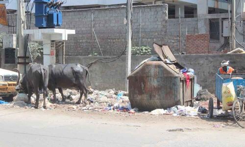 Plastic feast by the road