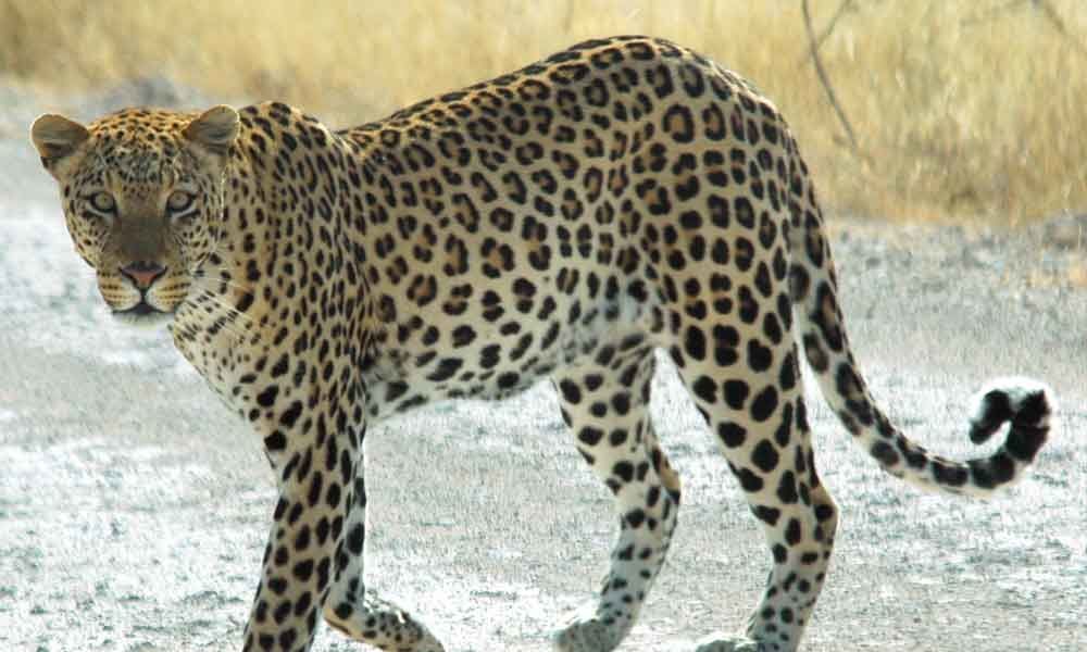 Leopard hulchal at Tirumala Tirupati ghat road