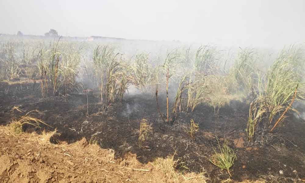Sugarcane crop gutted; growers in bitter tears