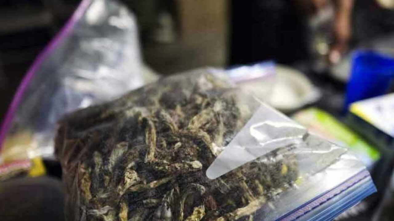 Denver first US city to decriminalize magic mushrooms