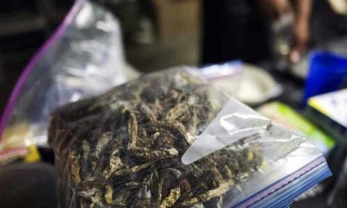 Denver first US city to decriminalize magic mushrooms