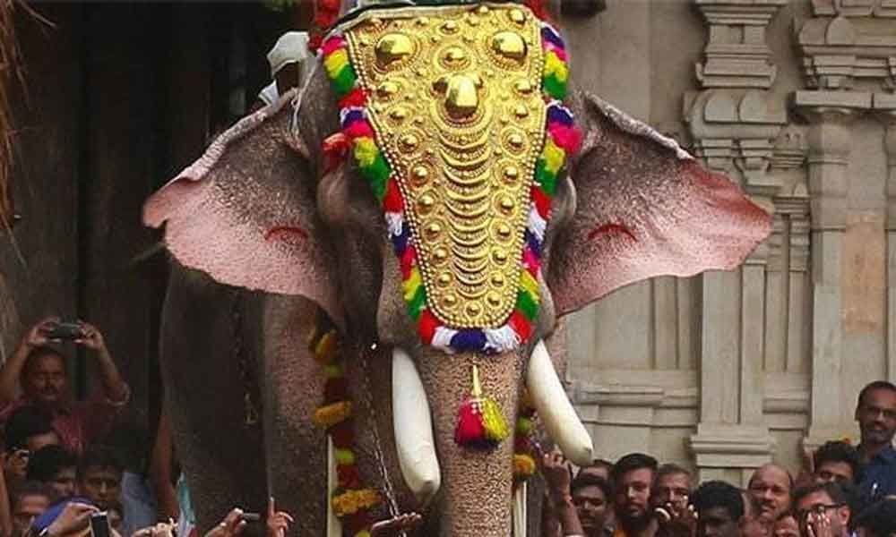 Kerala HC refuses to interfere in ban on Thrissur Pooram elephant