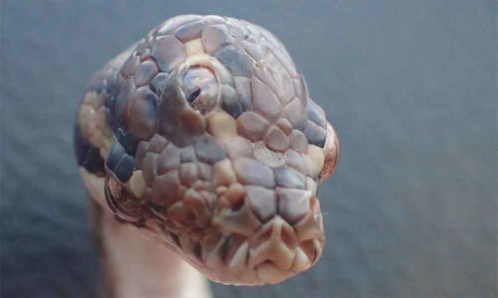 Three-eyed snake found on roadside in Australia