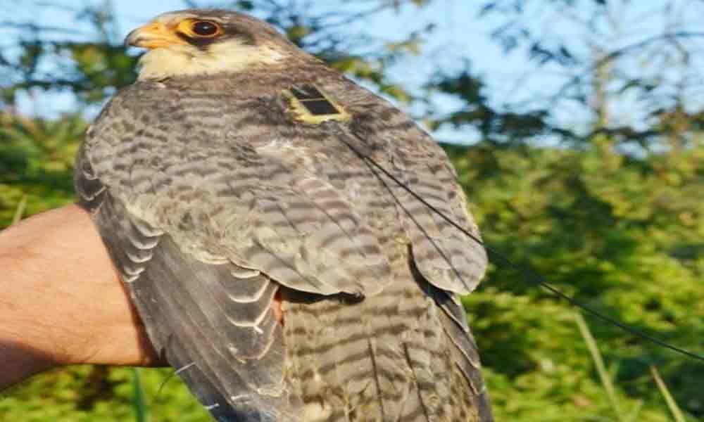 Falcon Longleng reaches northeast, joy in Naga Hills