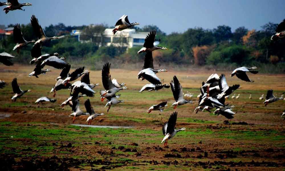 Birders in low spirits as migratory bird nos drop