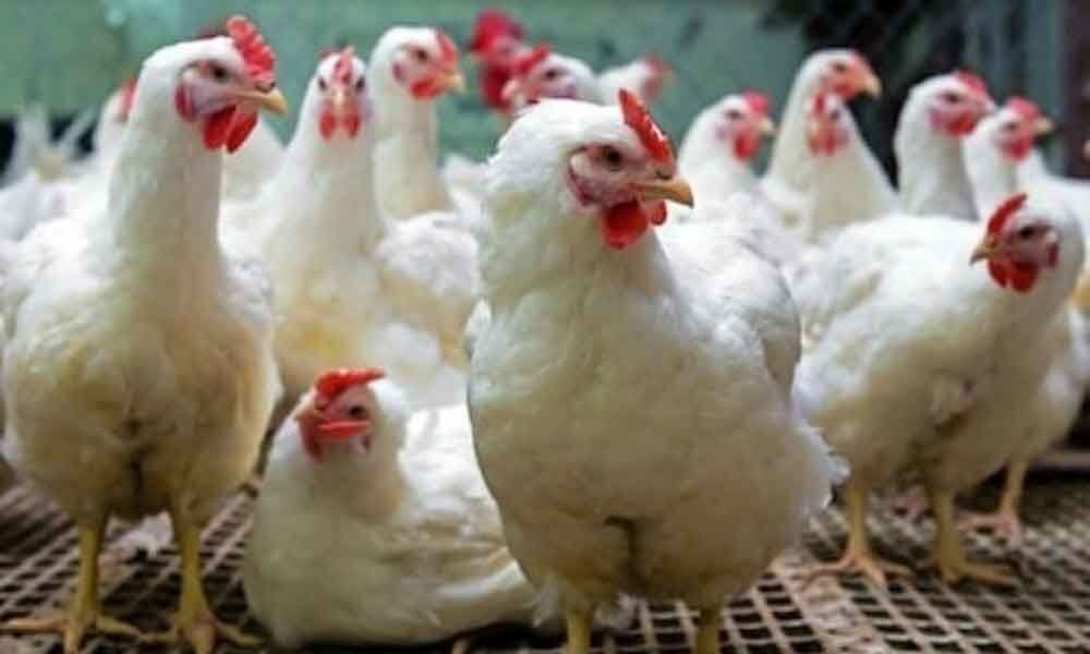 Spurt in poultry prices; 22% surge in one week