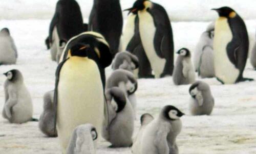 How life on desolate Antarctica thrives on penguin, seal poop