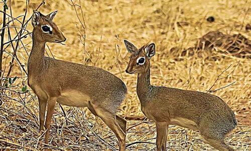 Crowdfunding saves endangered animals