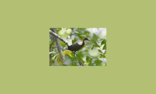 The bird that came back from the dead