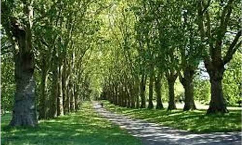 Trees in cities die early, resulting in loss of carbon storage