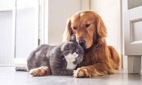 Remembering Jack, our bosom buddy