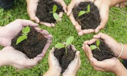UPs tree plantation not increasing green cover