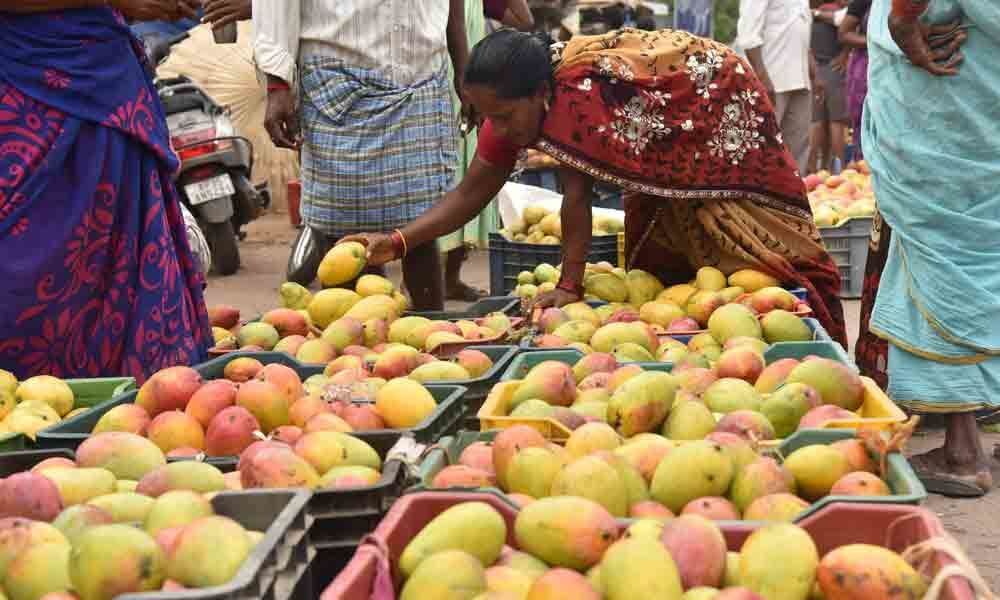 Dip in production dims hopes of mango growers in Visakhapatnam