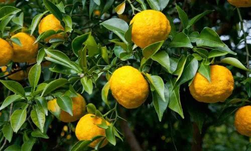 Water scarcity damages lemon gardens in Railway Kodur