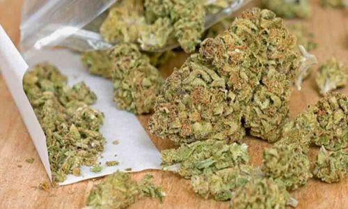 5,000 kg ganja worth Rs 3 cr seized in Visakhapatnam