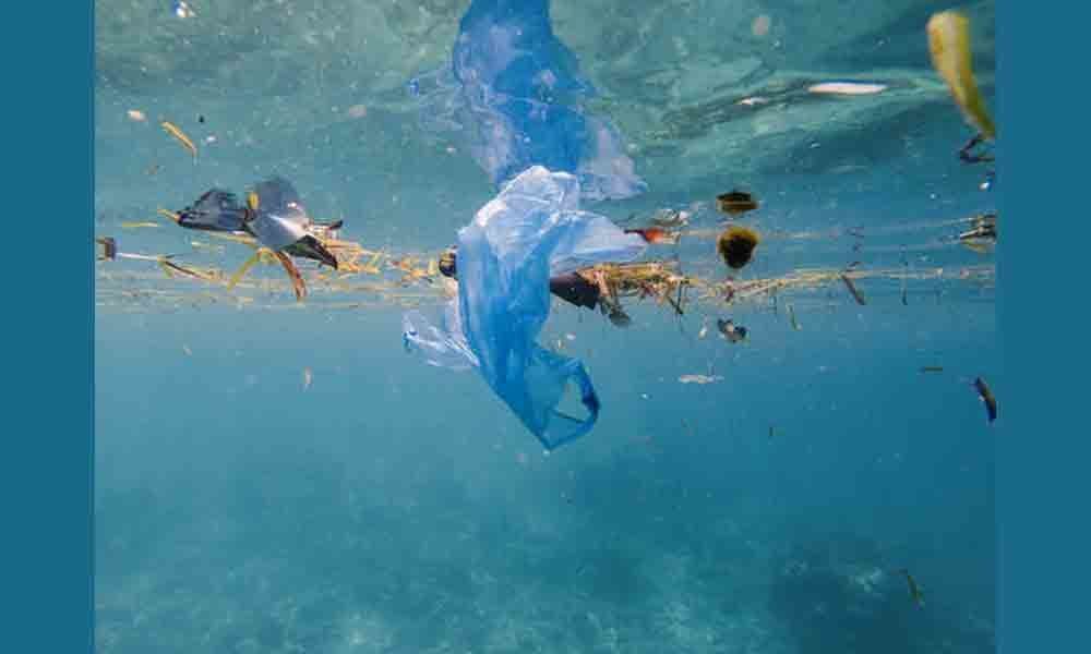 Plastic pollution harming bacteria that help us breathe: Study