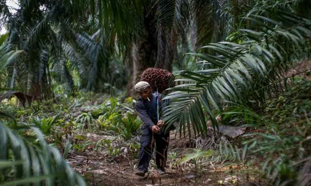 Palm oil imports drop 9.17% in April