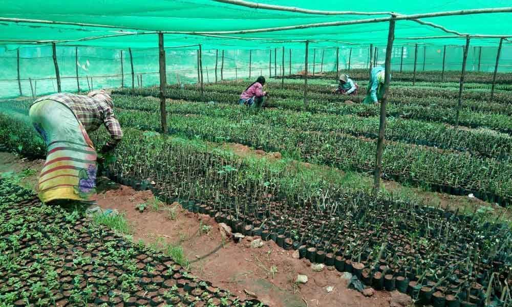 GHMC targets to plant 1cr saplings across city